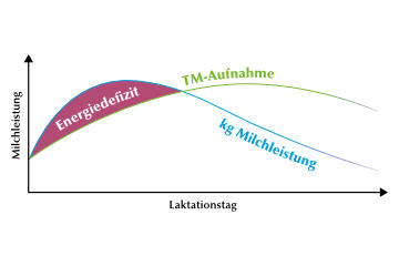 Energiemangel zu Beginn der Laktation führt zu akuter und latenter Ketose
