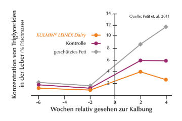 KULMIN LEINEX Dairy verringert die Konzentration von Fett in der Leber