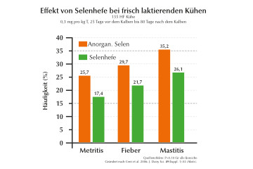 Effekt von Selenhefe bei frisch laktierenden Kühen