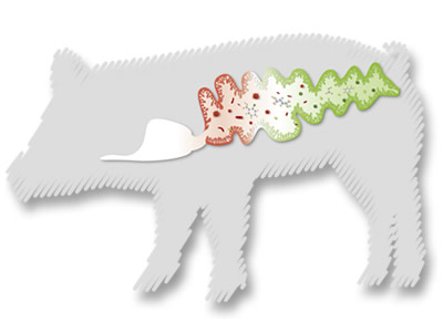 Sicherheitsbaustein für Ferkel, Zuchtsauen und Mastschweine Sicherheitsbaustein für Ferkel, Zuchtsauen und Mastschweine
