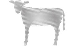 Kälber