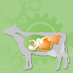 KULMIN LEINEX Energy Digest